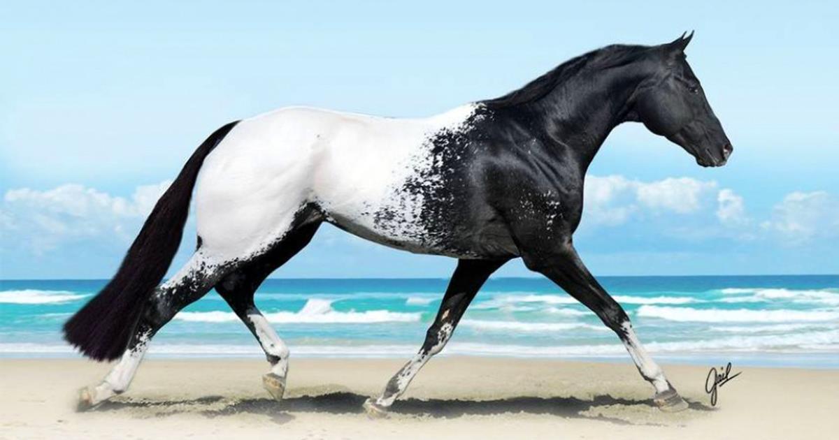 Это самые красивые лошади на планете!